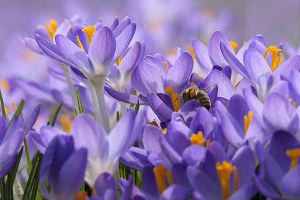 image fleur crocus